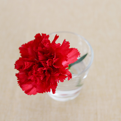 Red flower in glass on light,neutral background
