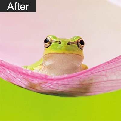 Frog in lotus flower, brighter after editing