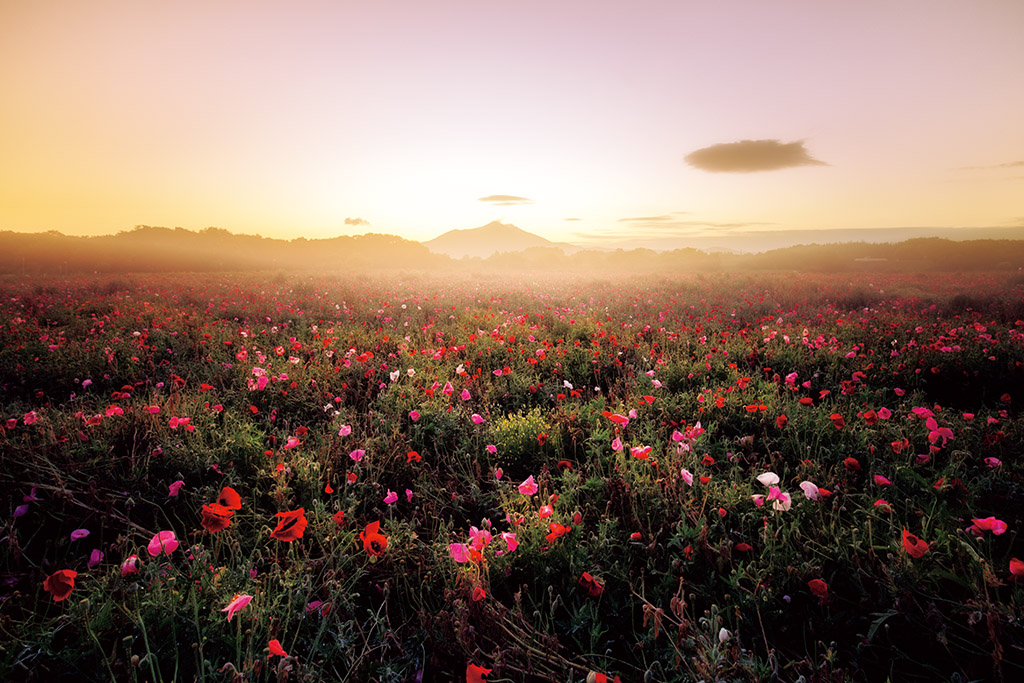 Poppy flower field in valley
