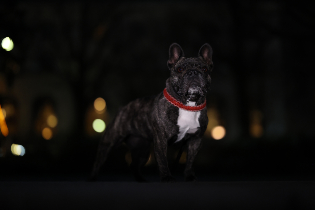 Black dog at night