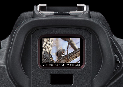 Close up of EVF with image