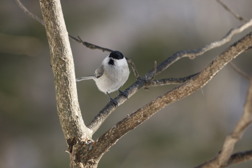 Small bird on tree at 600mm