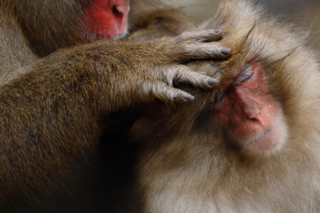 600mm closeup of monkeys