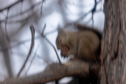 800mm closeup shot of squirrel with beautiful background bokeh