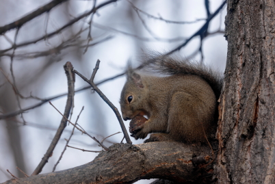 800mm closeup shot of squirrel with beautiful background bokeh