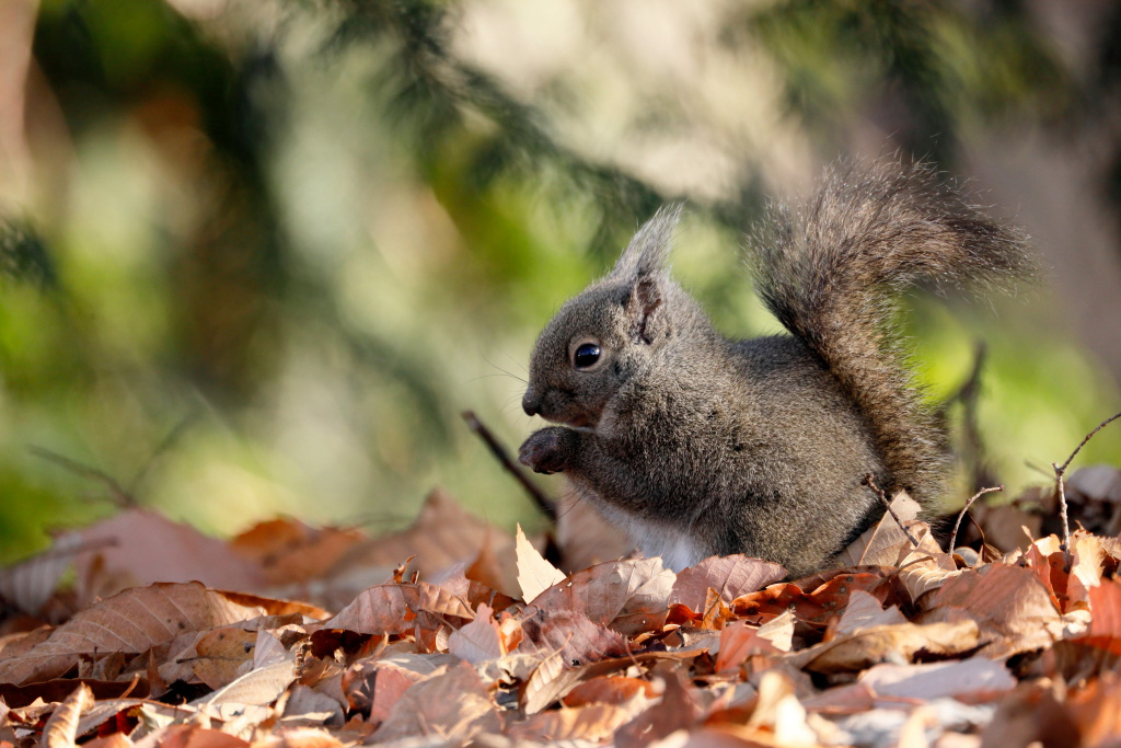 800mm closeup shot of squirrel with beautiful background bokeh