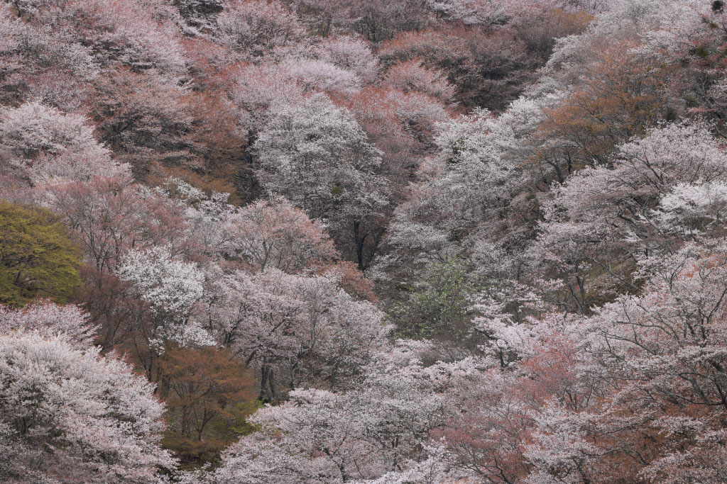 Super telephoto shot of sakura trees