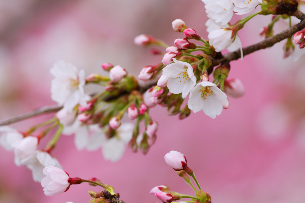 Telephoto macro flowers with bokeh