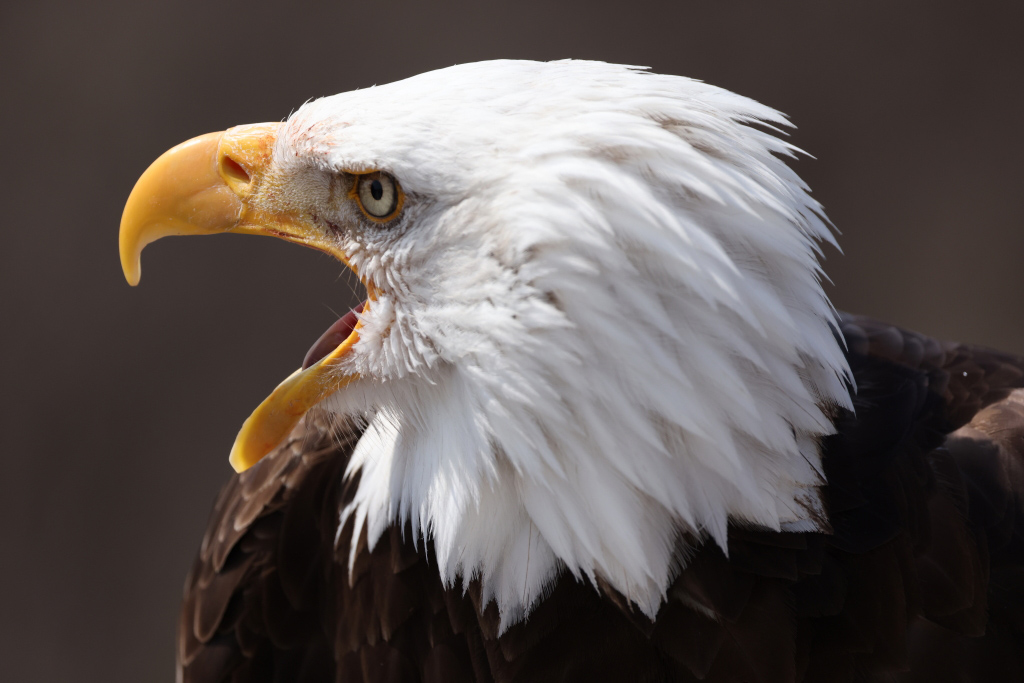 Close-up of bald eagle shot on the RF100-500mm