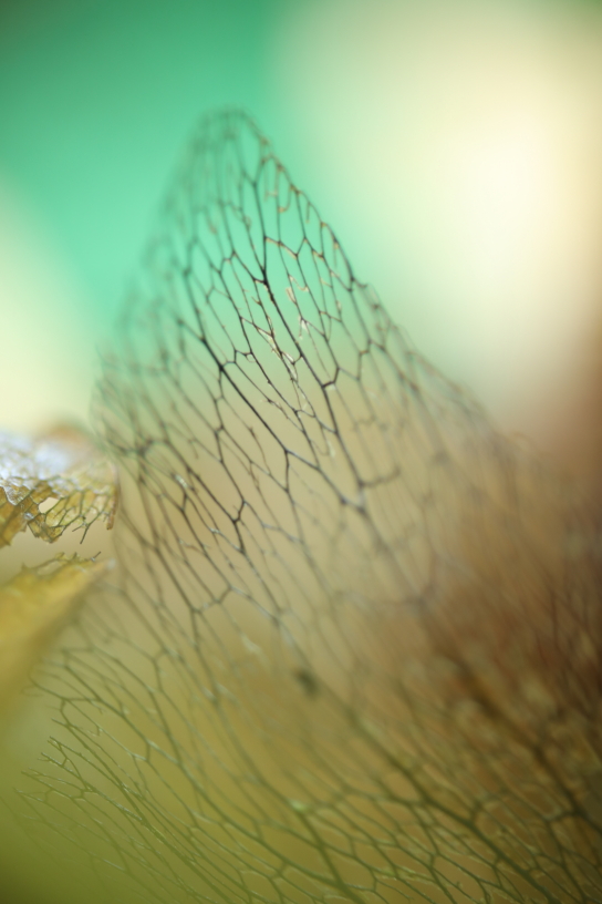 Close up of veins on leaves