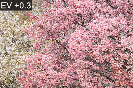 Sakura trees shot at different exposures