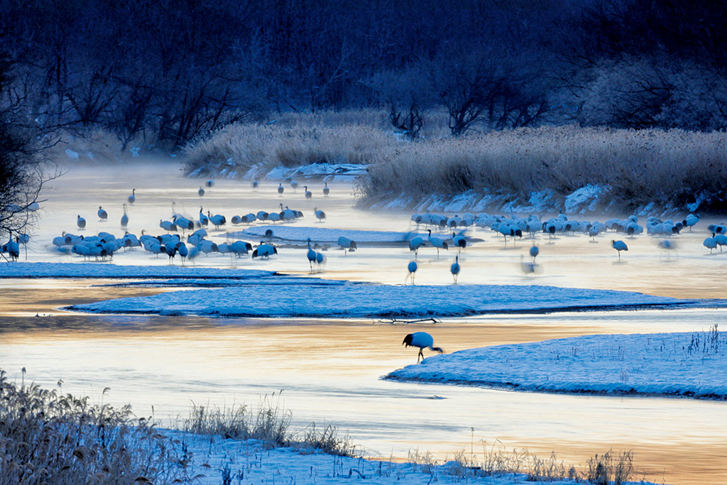 Japanese cranes at lake