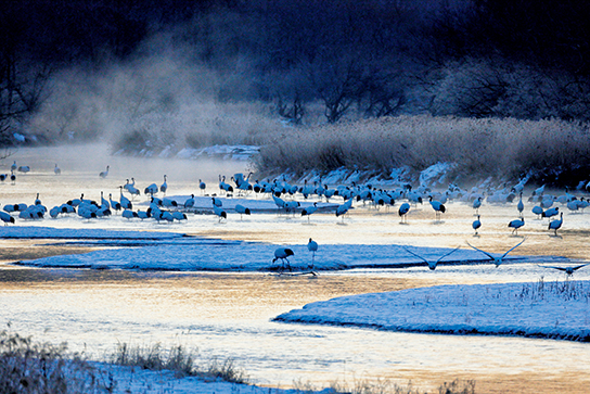 Fast shutters speed shot of cranes at lake