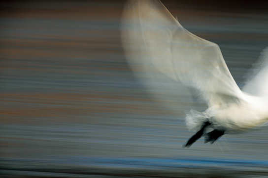 Panned shot of crane (head out of image) 