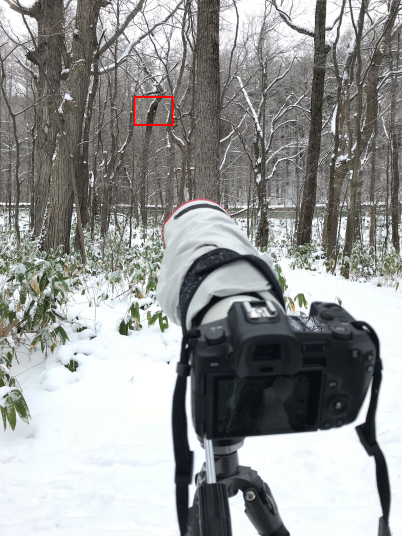 Camera pointed at trees