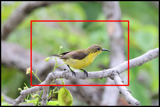 Image of sunbird showing crop sensor