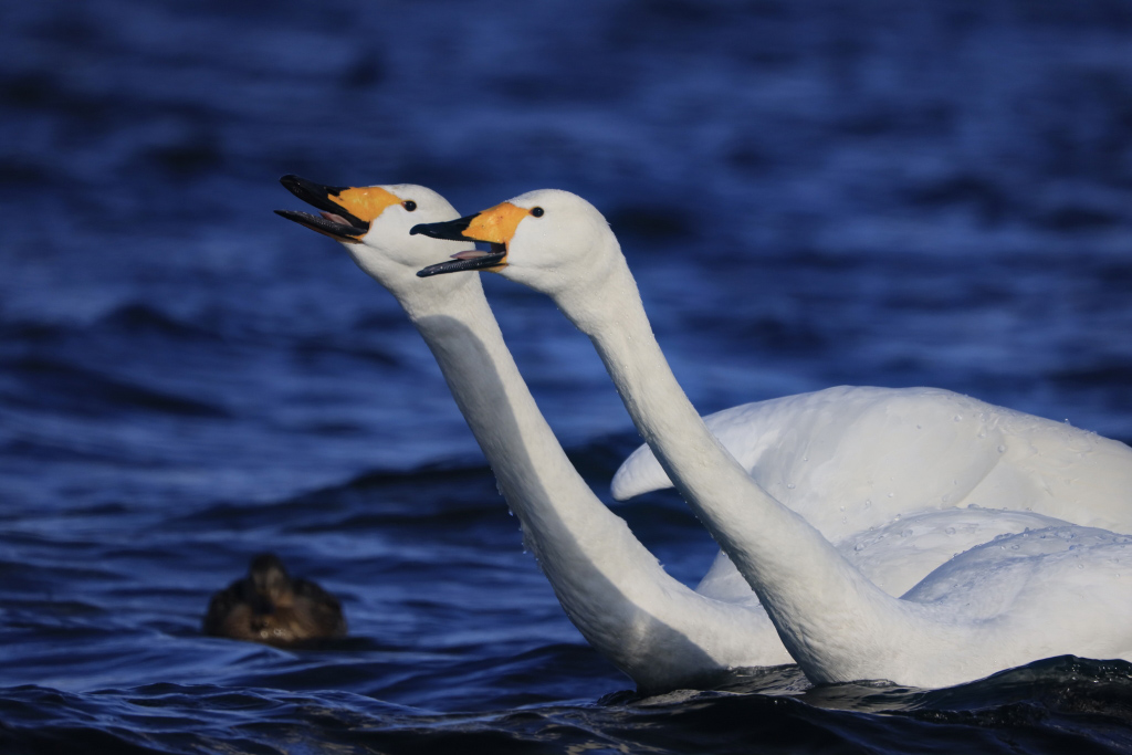 Two swans on water