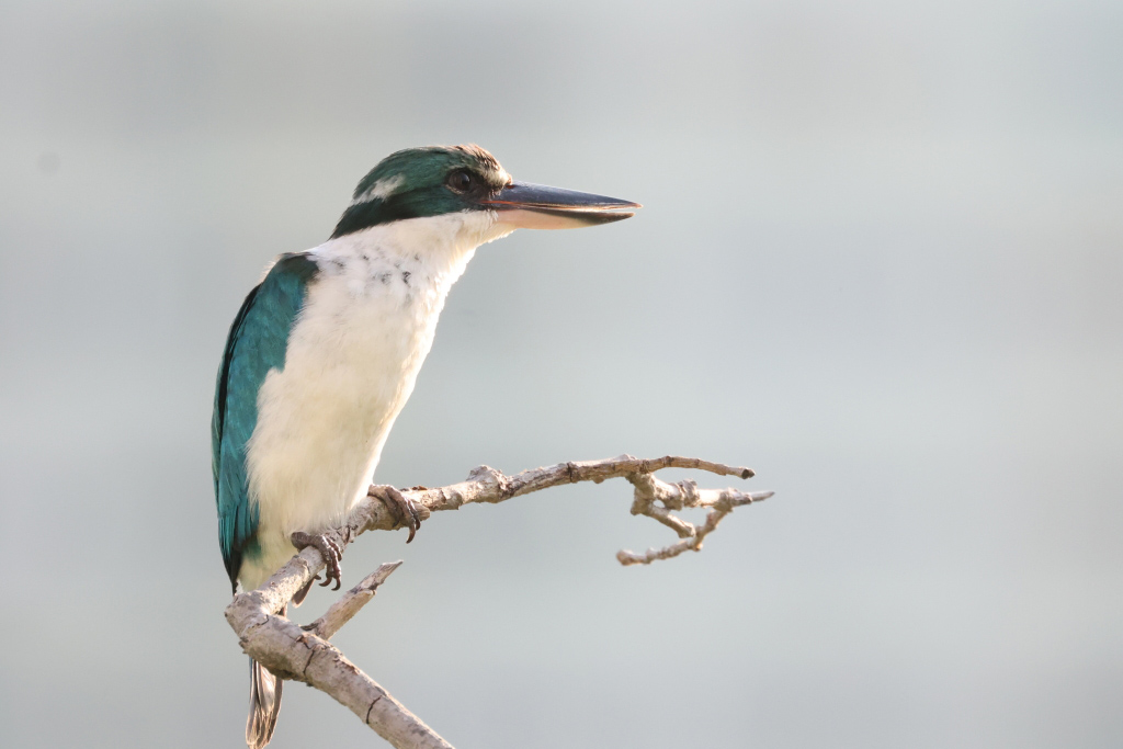 Collared kingfisher during golden hour