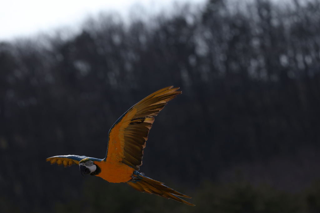 Flying macaw