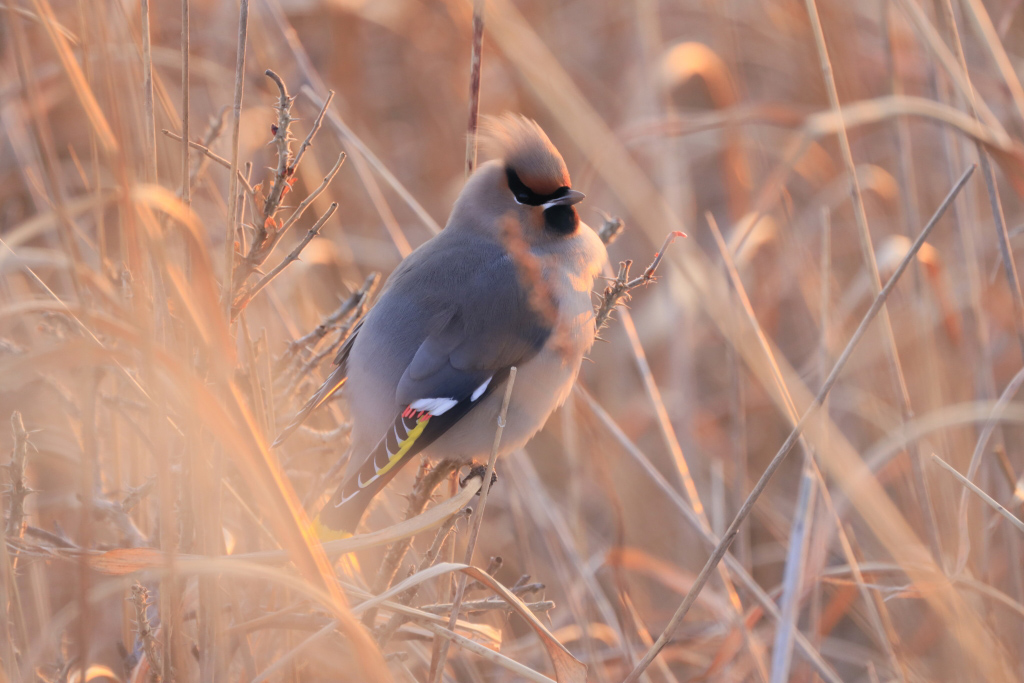 Slow shutter shot of bird