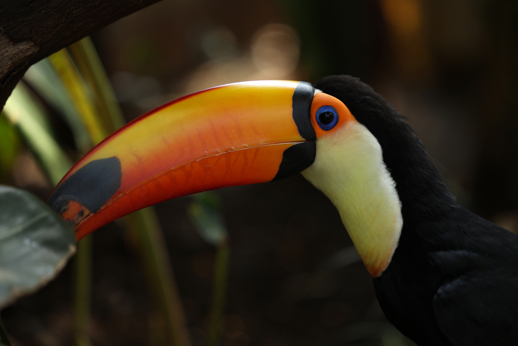 Close-up of toucan