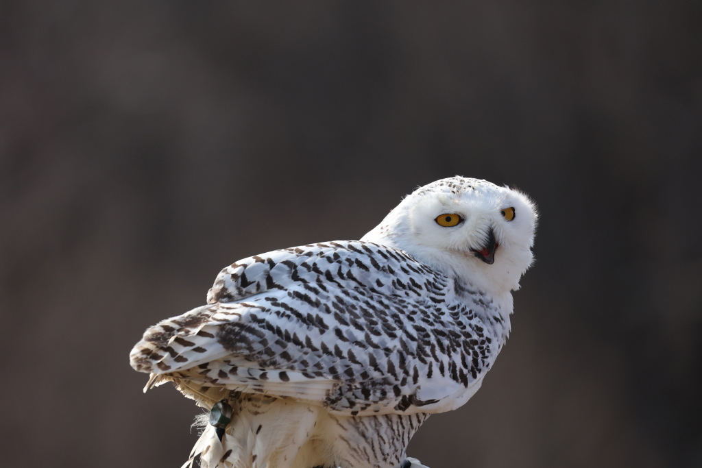 Snowy owl