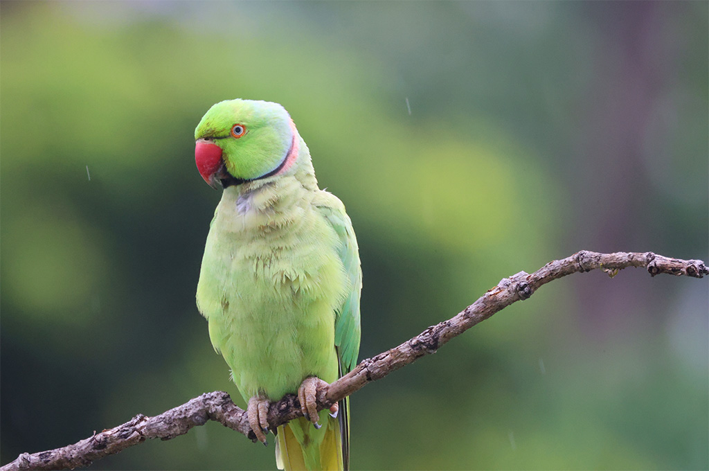 Green parakeet