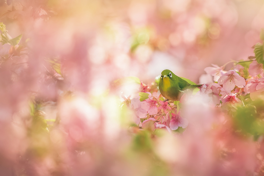 Japanese white-eye and sakura flowers