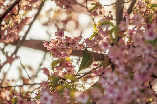 Close up of sakura flowers with branches