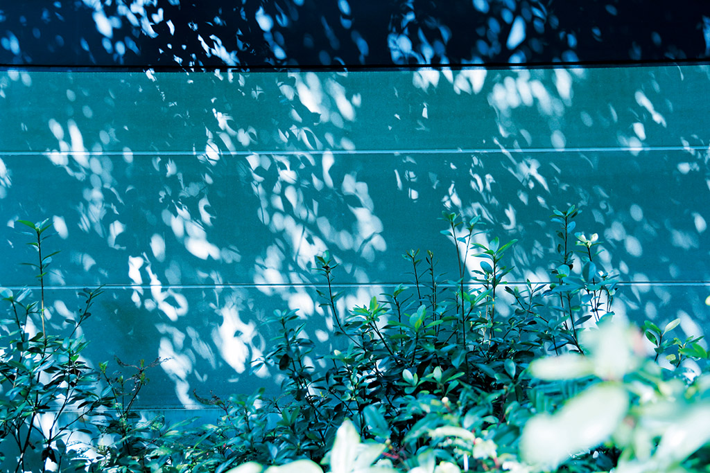 Komorebi (dappled sunlight) on wall