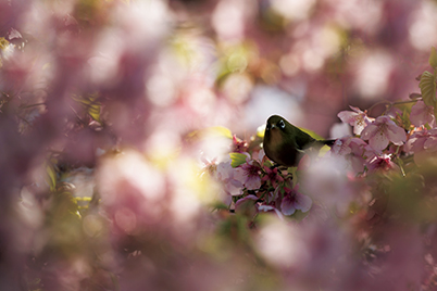 Green bird and pink flowers before post-processing