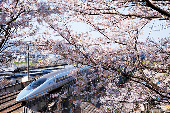 Bullet train with sakura