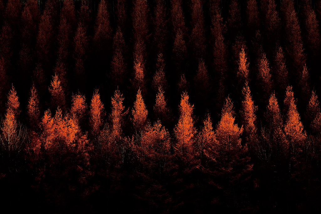 Japanese larch trees in autumn