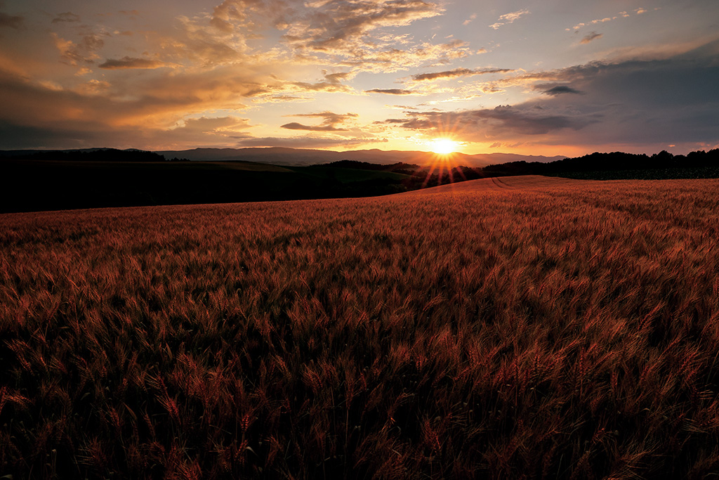 Starburst in the evening