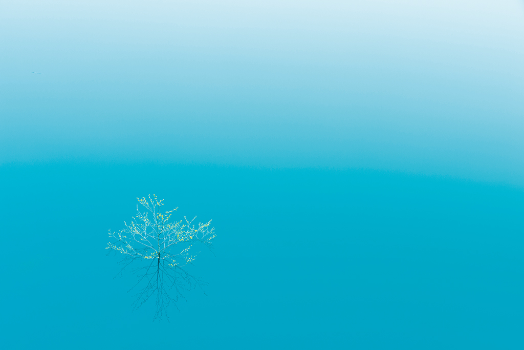 Plant in blue water
