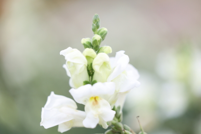 Flower telephoto macro