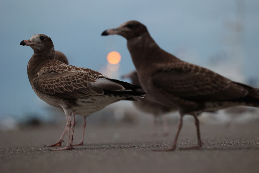 close up of pigeons