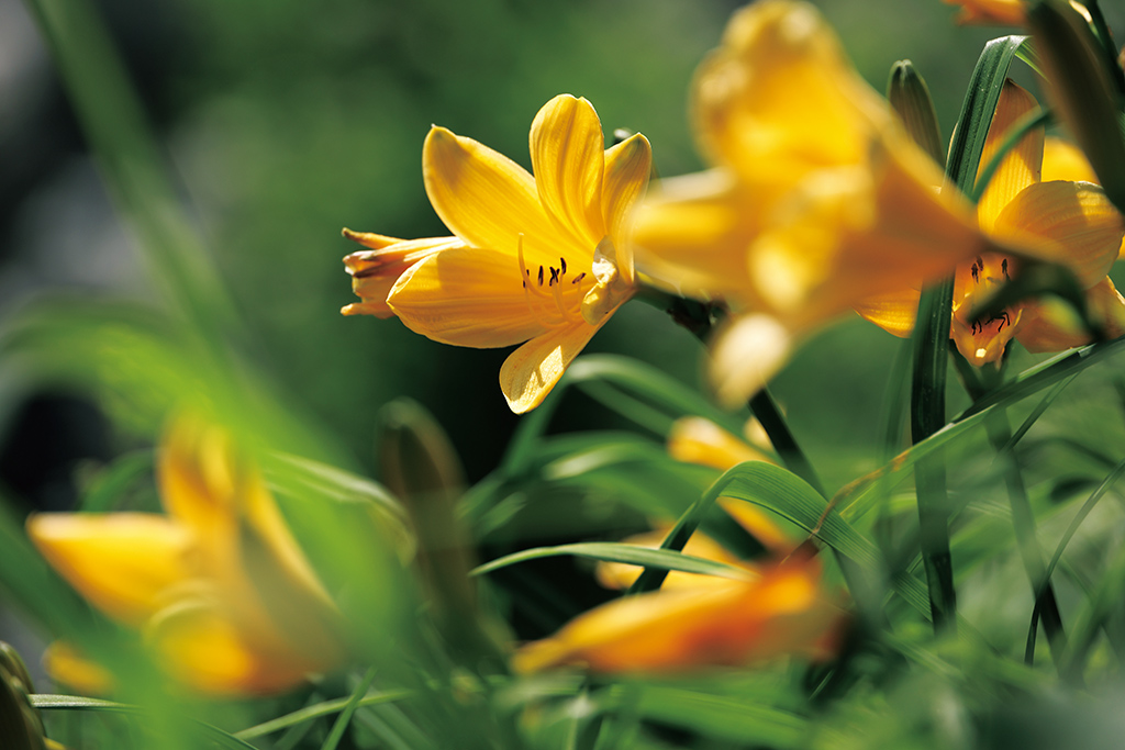 Telephoto macro flowers