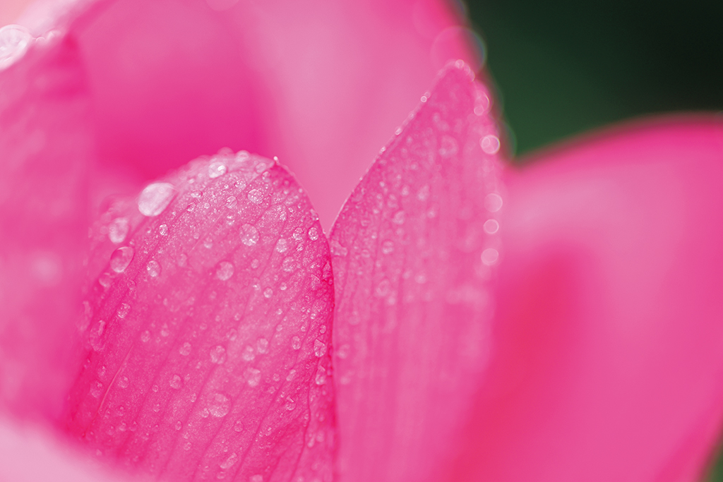 Dew on flower close-up