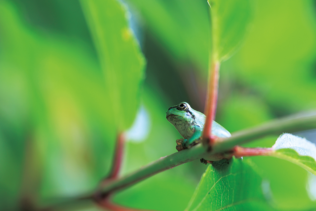 Green frog surrounded by green leaves