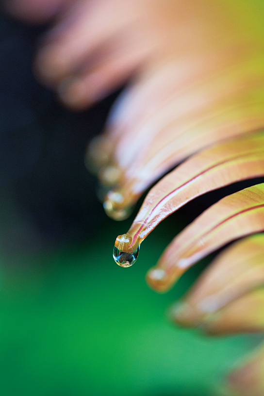 Close up shot of water droplet on fern