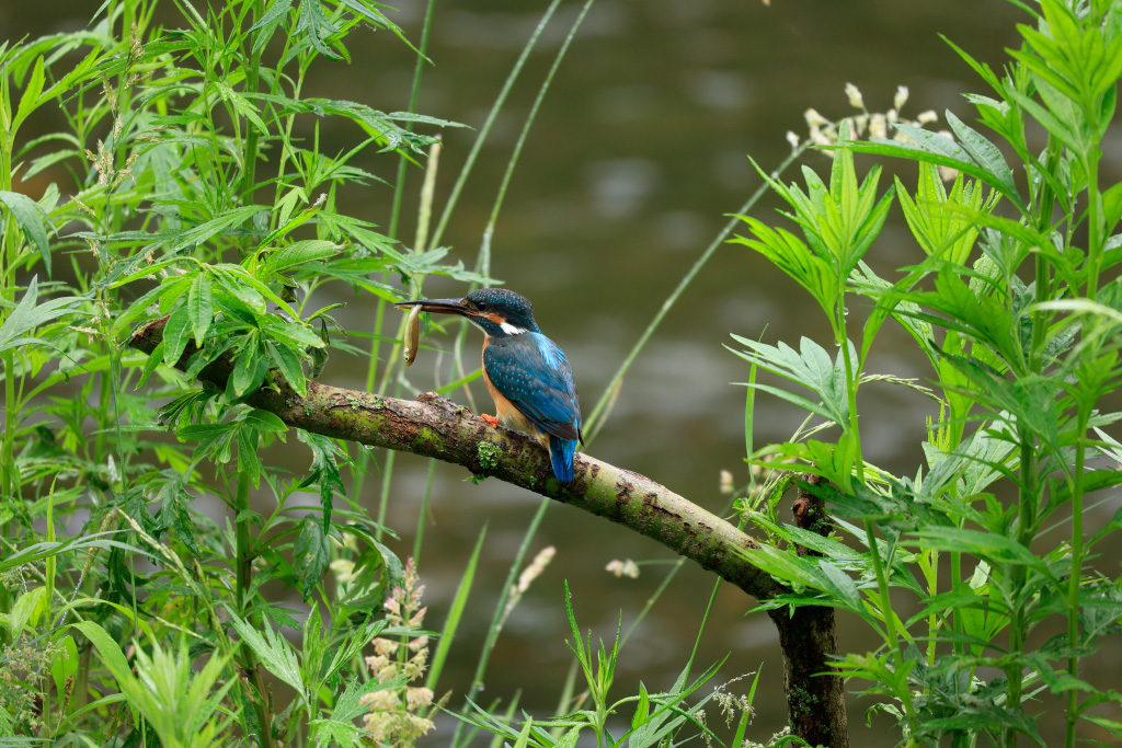 Kingfisher in plants