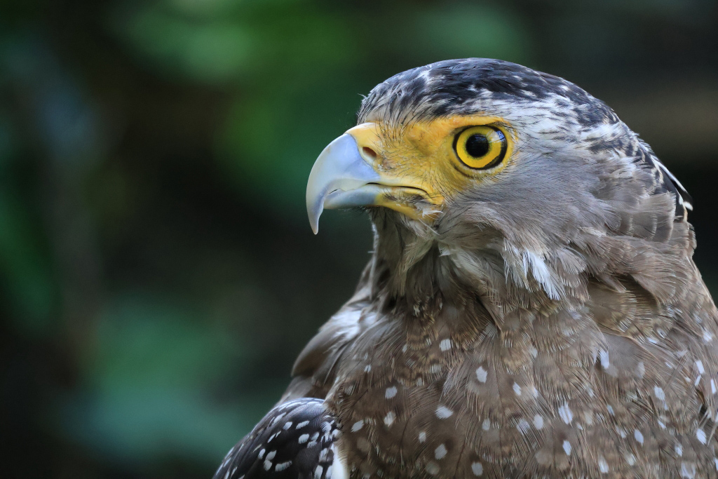 Bird shot with RF-S55-210mm f/5-7.1 IS STM