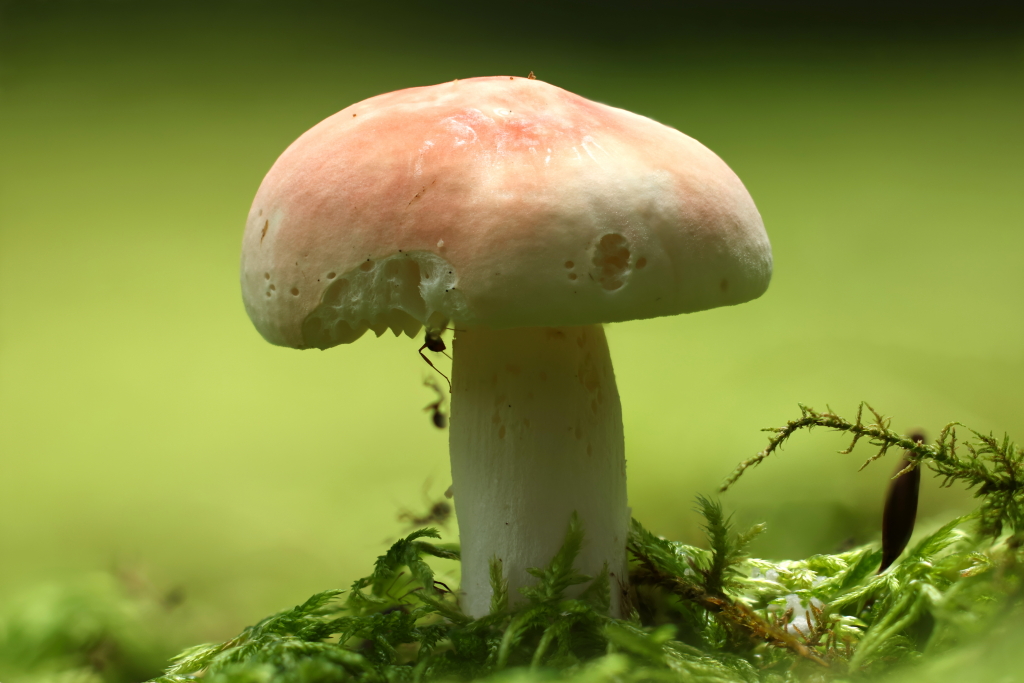 Mushroom with blurred background