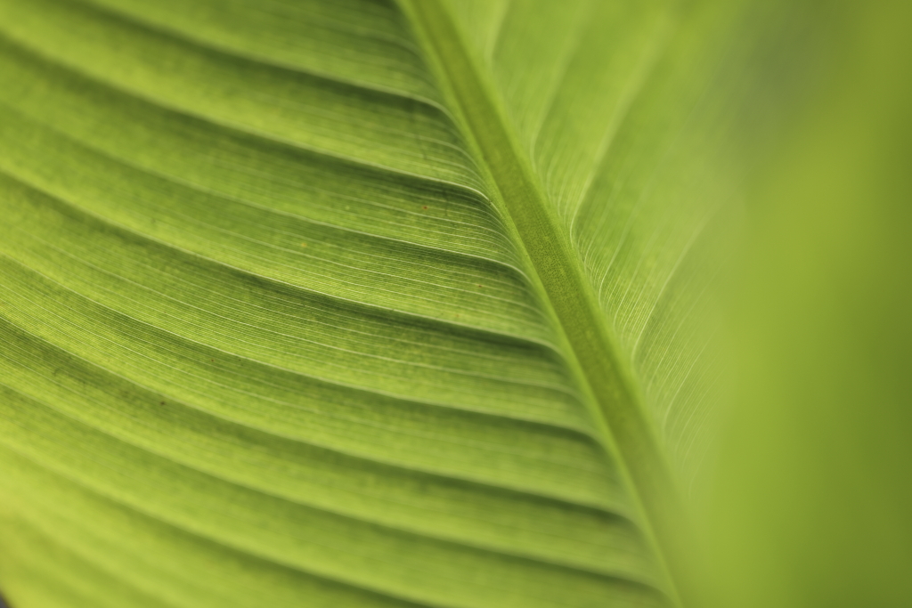 Close-up of leaf shot on a 100mm macro lens