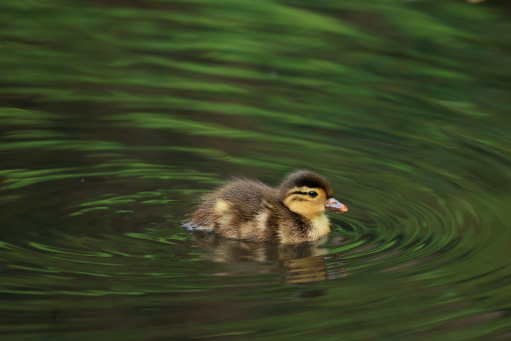 Swimming duck shot on a telephoto lens
