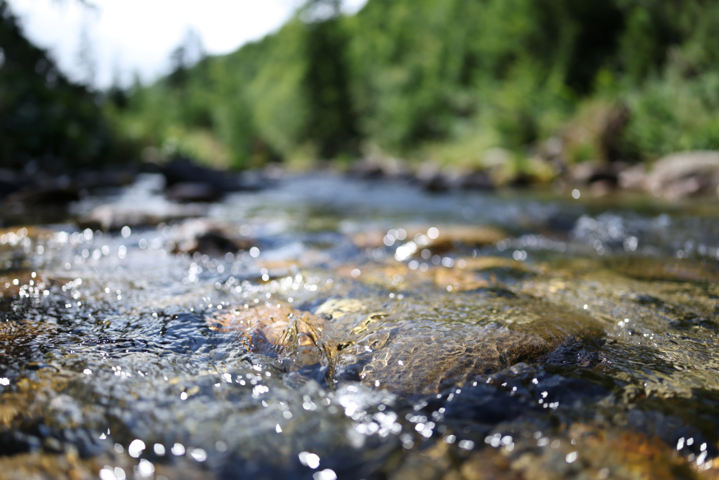 24mm wide-angle close-up of rock in a stream