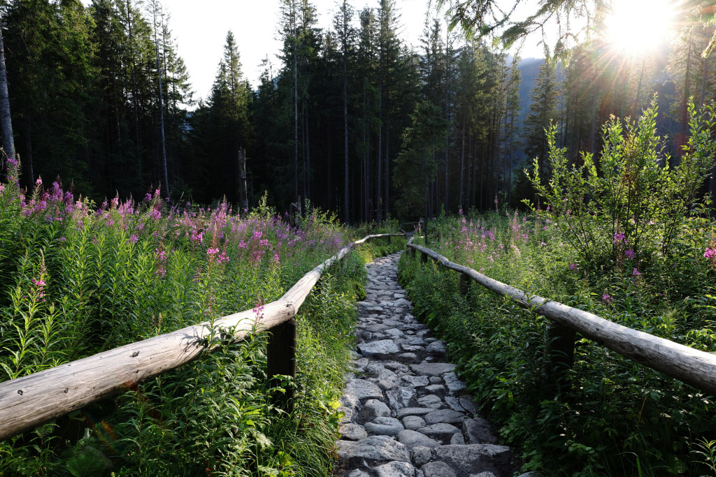Wide-angle landscape of path in forest with sunstar