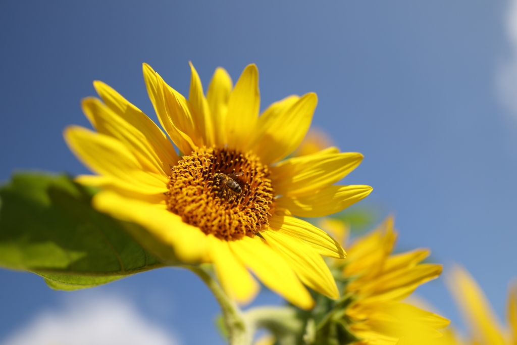 Close up of bee in sunflower shot with RF24mm f/1.4L VCM