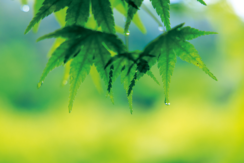close-up of leaves with creamy bokeh